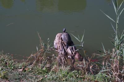 Прикрепленное изображение: DSC02141-1.JPG